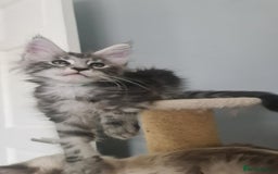 Maine Coon cats for sale: GCCF Registered - Maine Coon Kittens - Image 18