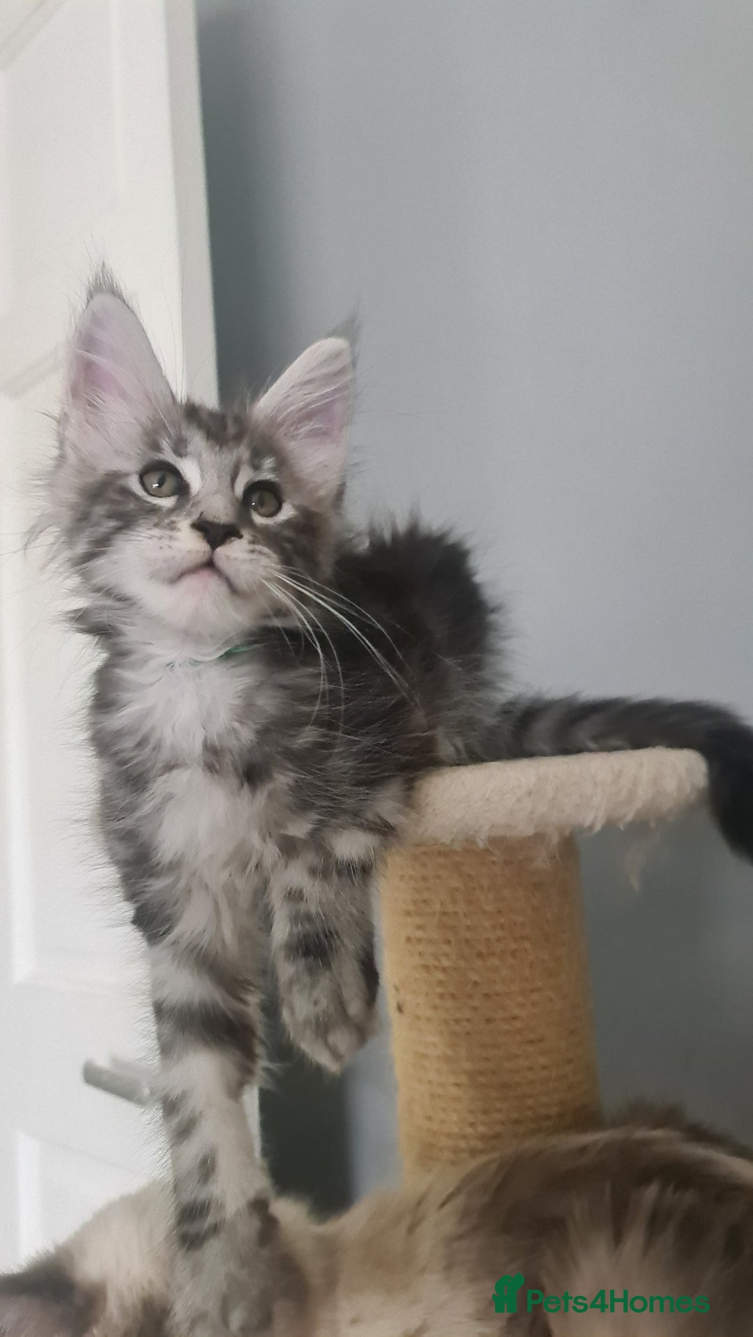 Maine Coon cats for sale: GCCF Registered - Maine Coon Kittens - Image 18