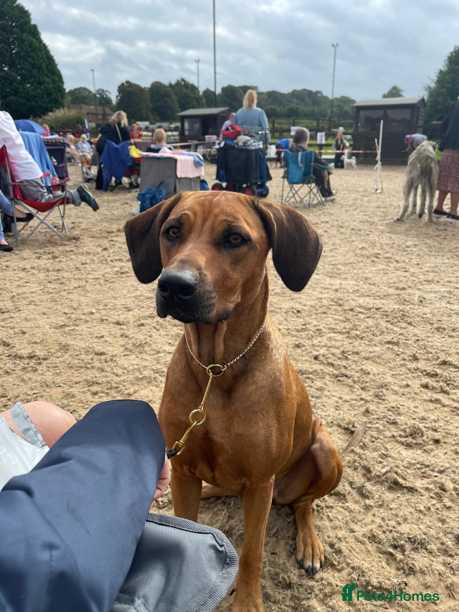 Rhodesian Ridgeback dogs for sale: Rhodesian Ridgeback puppies due 26th June 2026 in Stockbridge - Advert 16