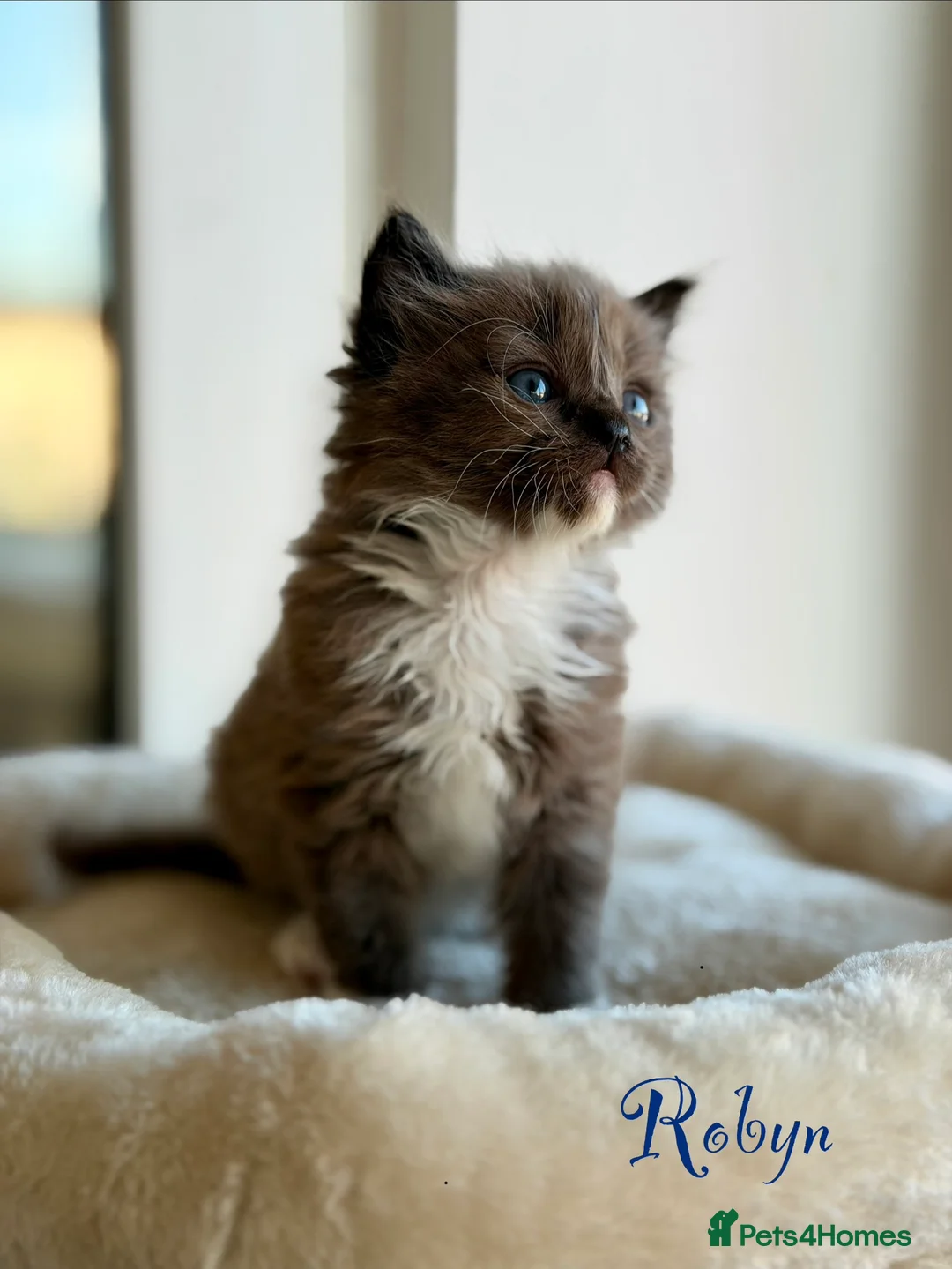 Ragdoll cats for sale: TICA registered cherubim kittens - Advert 23