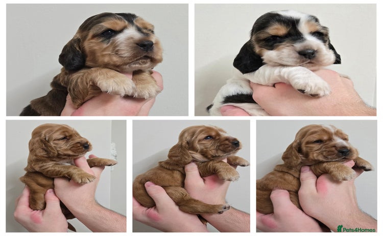 Cocker Spaniel dogs Show type Cocker Spaniels - Advert 9