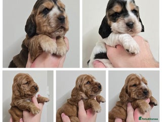 Cocker Spaniel dogs Show type Cocker Spaniels - Advert 15