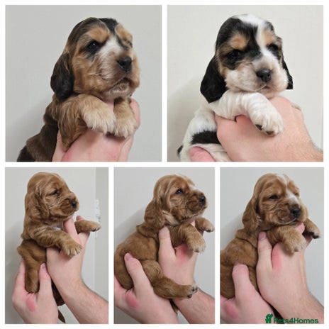 Cocker Spaniel dogs Show type Cocker Spaniels - Advert 9