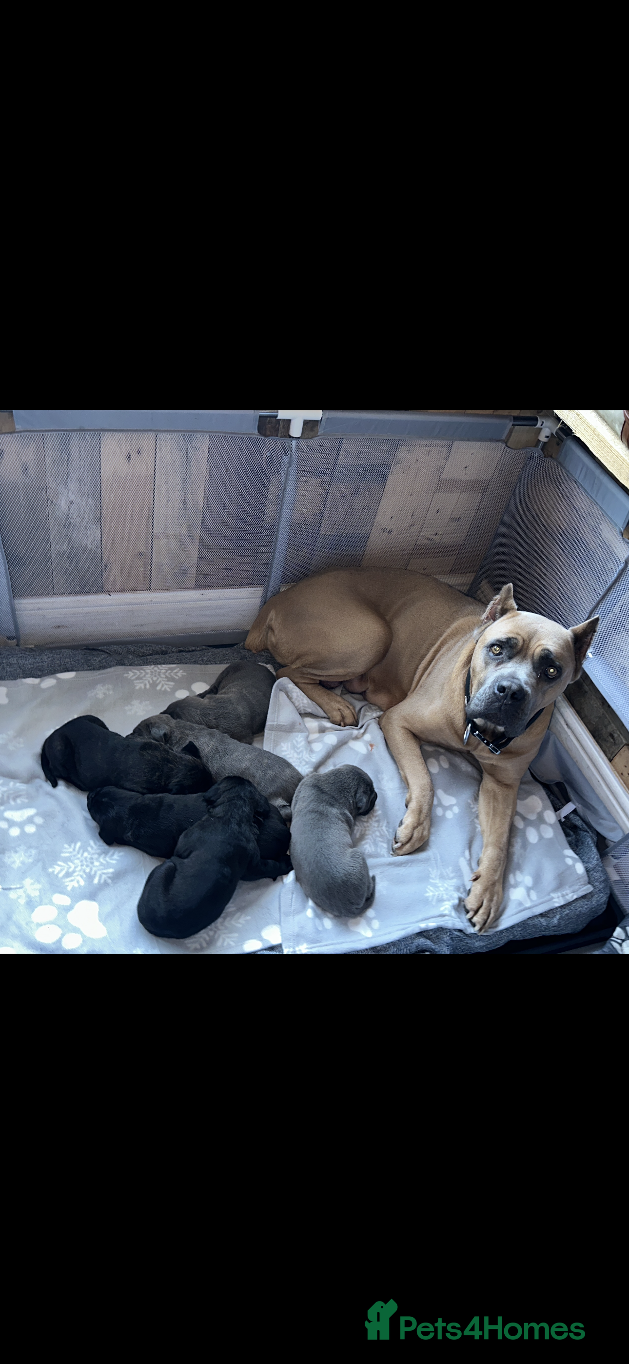 Cane Corso dogs Cane Corso Puppies – Champion European Lines - Advert 4