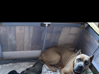 Cane Corso dogs Cane Corso Puppies – Champion European Lines - Advert 9