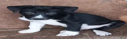 Border Collie dogs for sale: Beautiful Border Collies - Advert 20