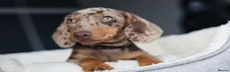 Dachshund dogs for sale: KC Registered Dachshund Puppies  - Advert 21