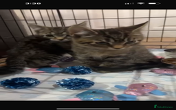 British Shorthair cats for sale: British Short hair crossbreed for sale (Male) - Image 5
