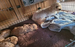 Cockapoo dogs for sale: Cockapoo - Image 2