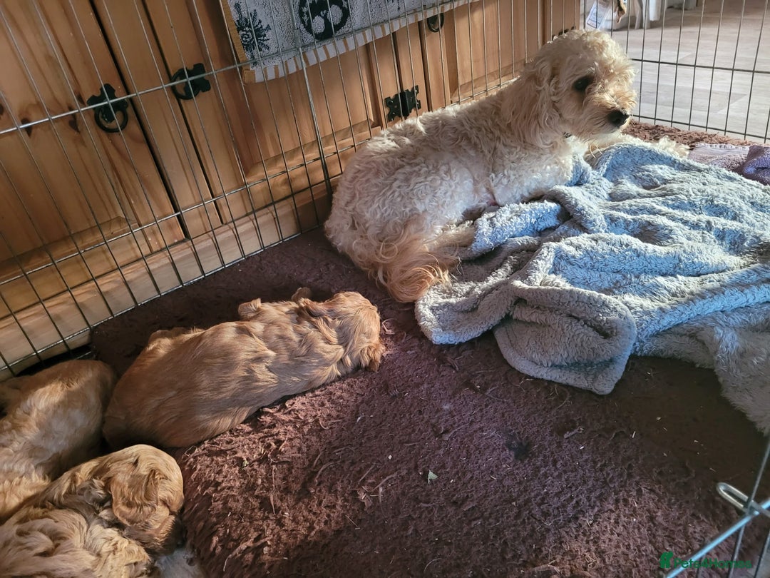 Cockapoo dogs for sale: Cockapoo - Image 2