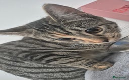 Mixed Breed cats for sale: Meet Maggie bengal mix - Image 2