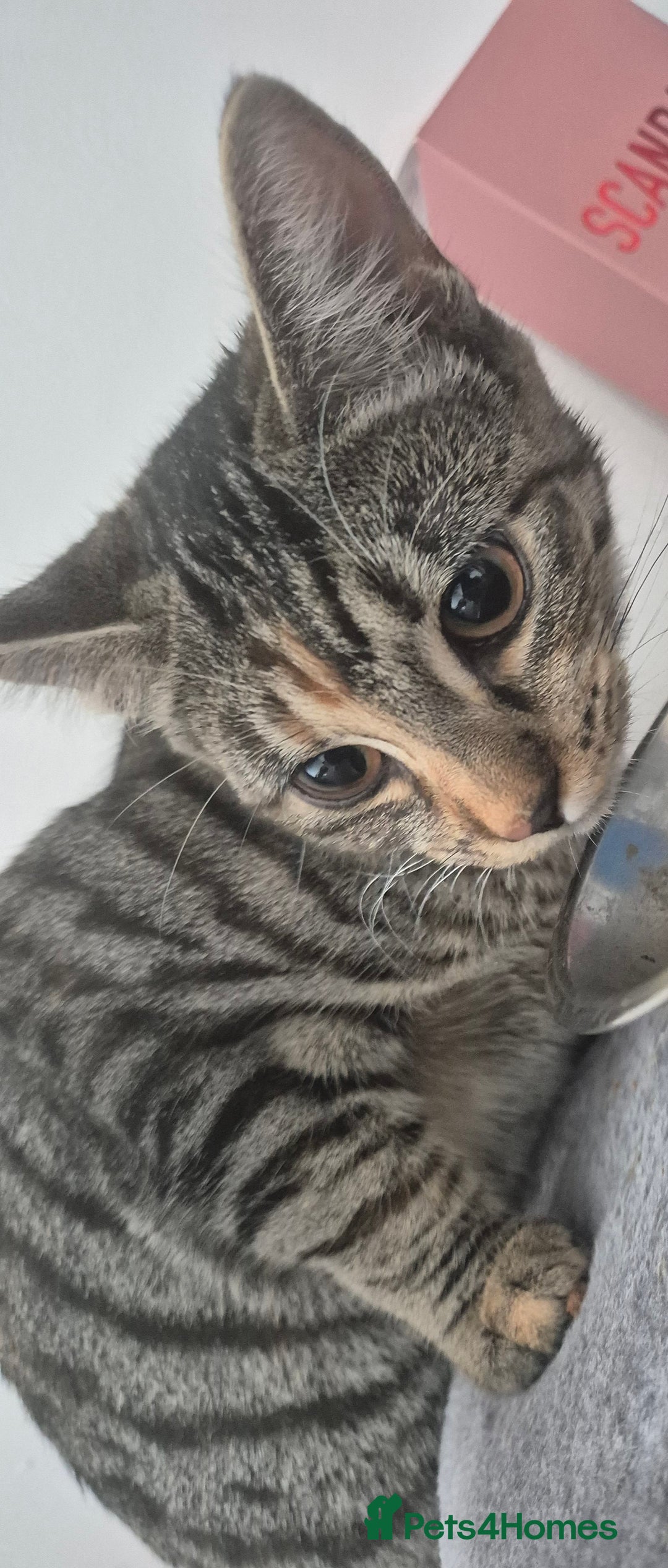 Mixed Breed cats for sale: Meet Maggie bengal mix - Image 2