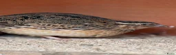 Quail poultry for sale: 17 Mixed Colour Coturnix Quail Hens and Roos - Advert 6