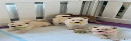Japanese Shiba Inu dogs for sale: Japanese Shiba Inu Puppies - Advert 6