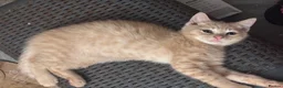 Mixed Breed cats for sale: The Most Adorable Kittens - Advert 28