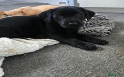 Labrador Retriever dogs for sale: Gorgeous Labrador Puppies 🐶  - Image 4