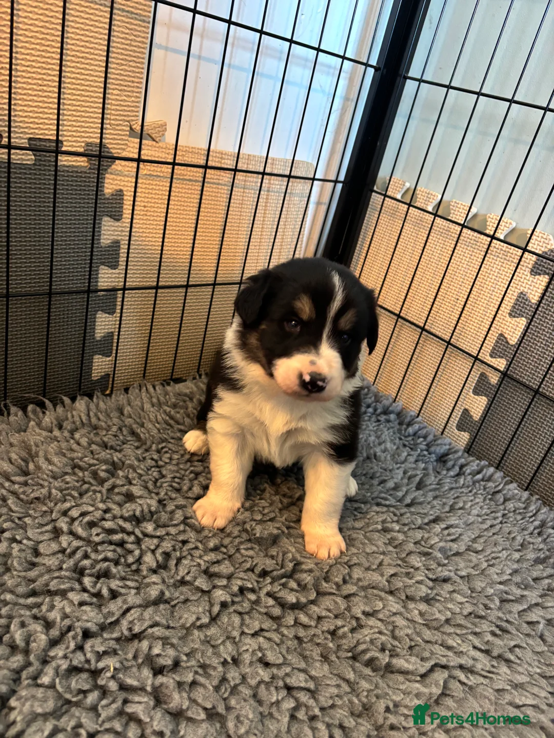 Border Collie dogs for sale: Border Collie Puppies  - Advert 5