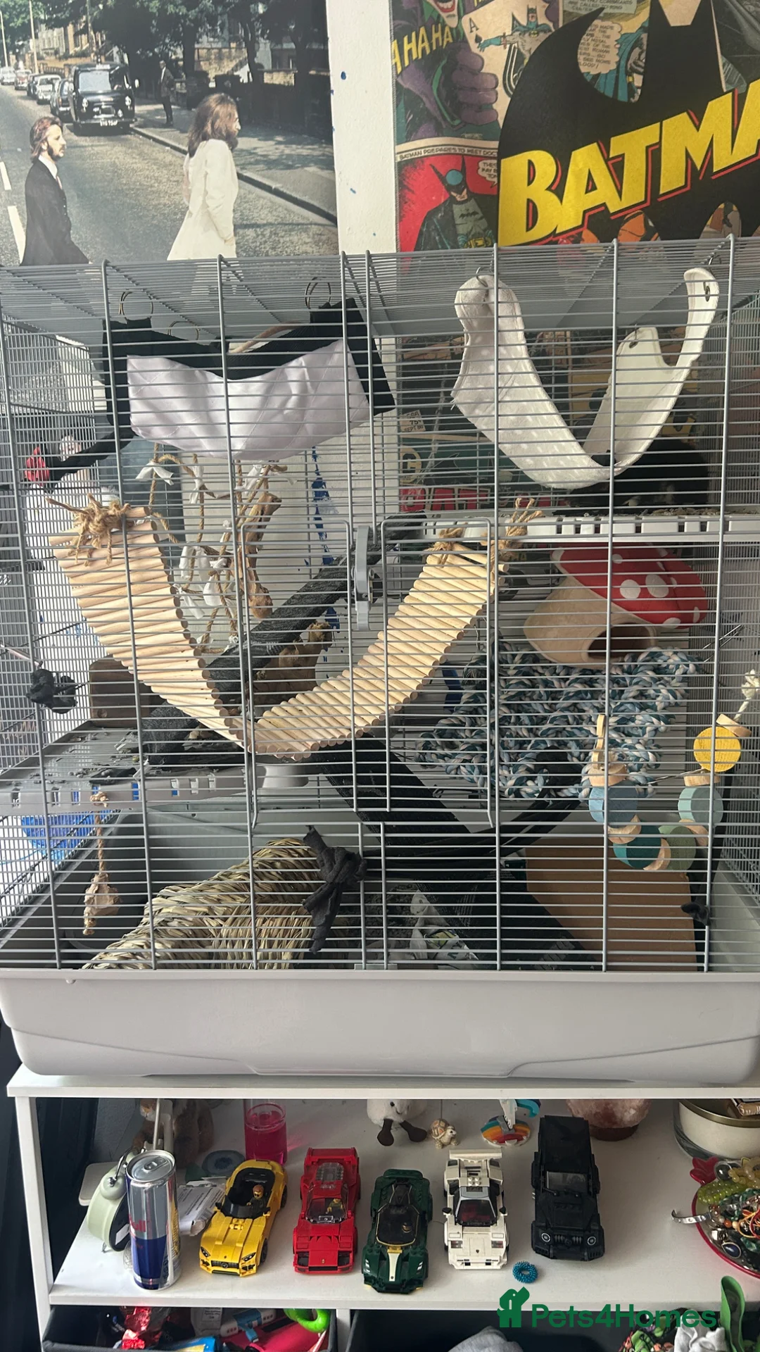 Rat rodents for sale: 2 rats with full cage set up in London - Advert 2
