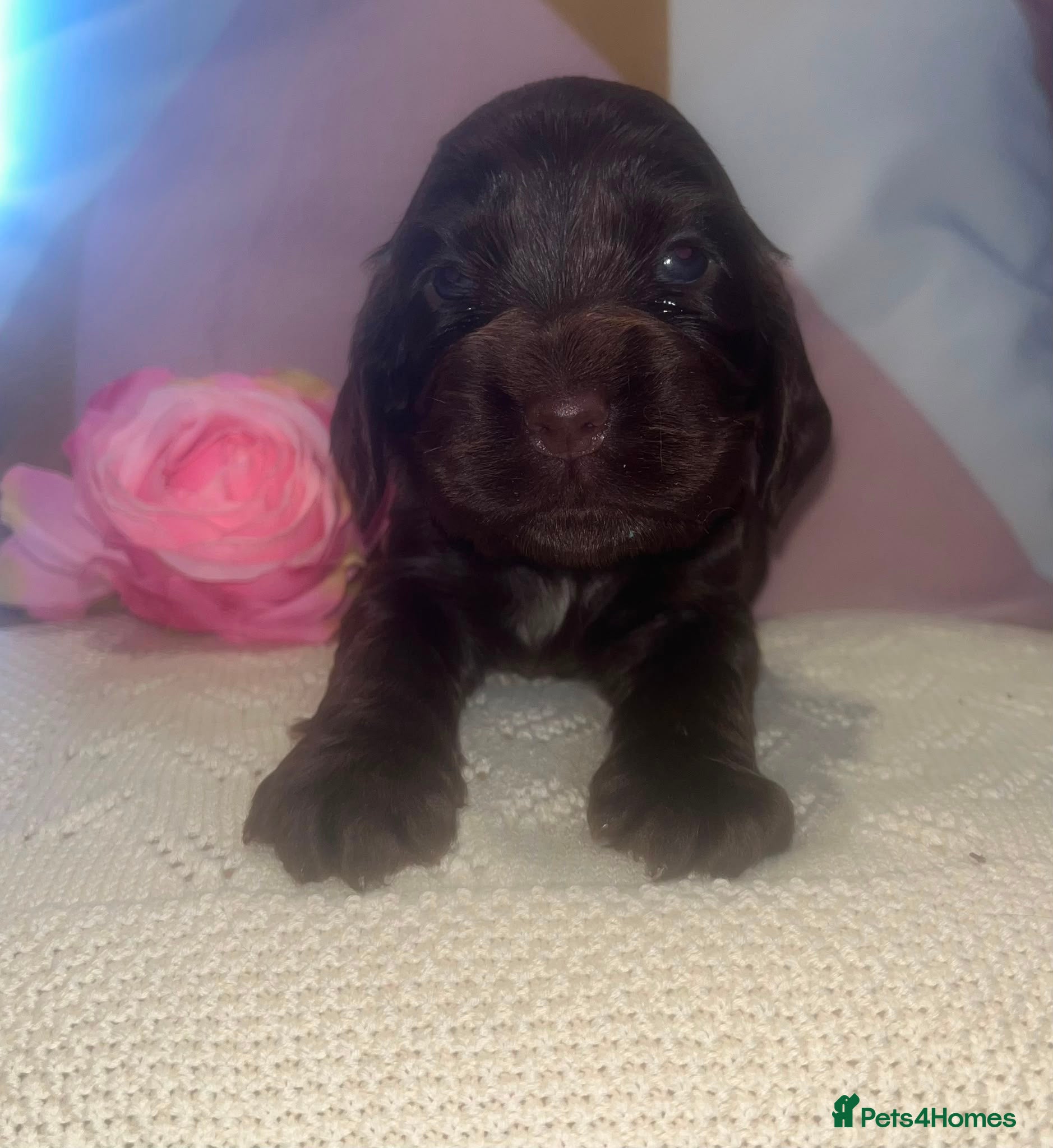 Cocker Spaniel dogs 🐾BEAUTIFUL KC REGISTERED SHOW COCKERS🐾 - Advert 2