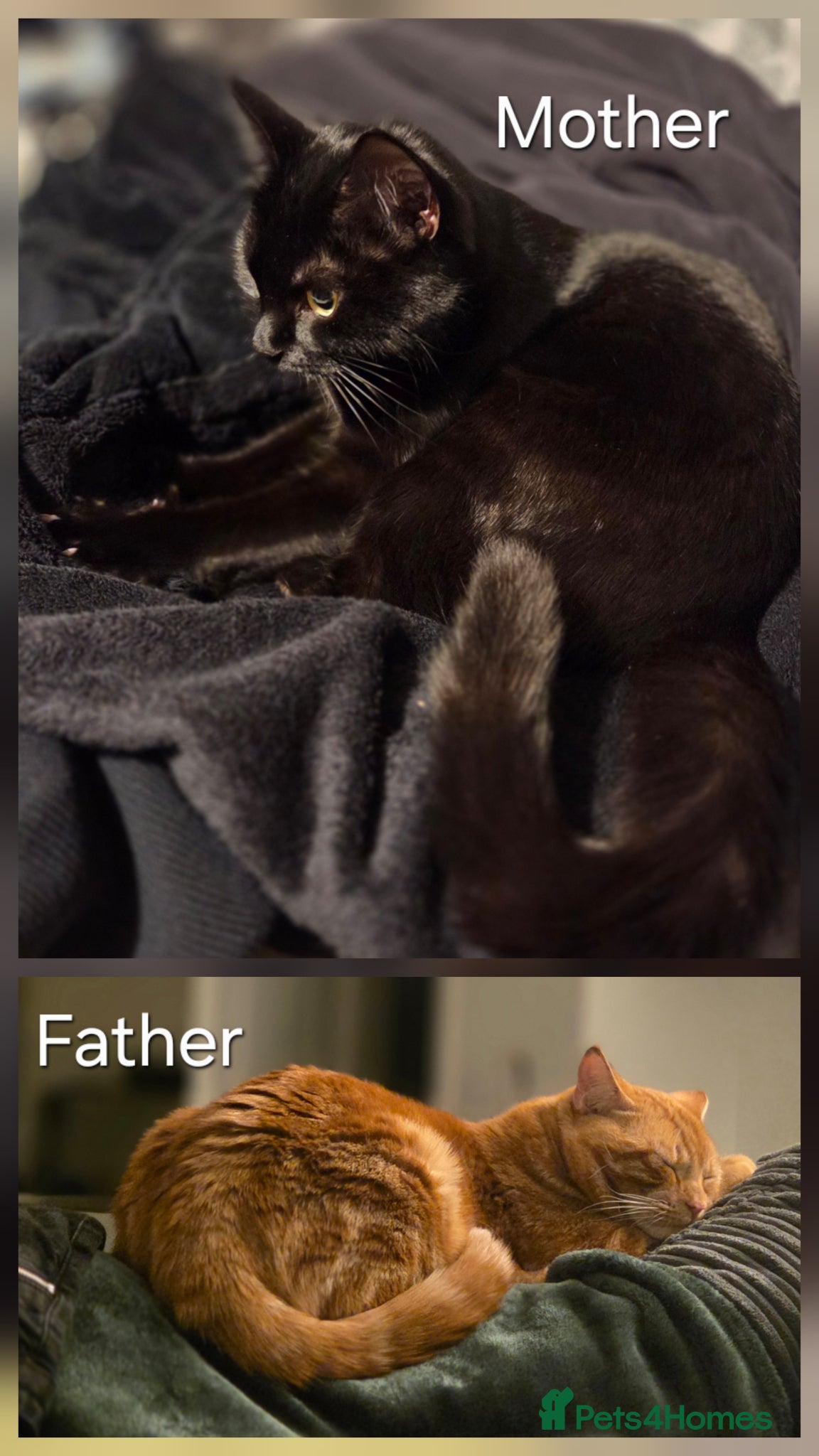 Mixed Breed cats Four Tortoise-Shelled Female Kittens - Advert 1