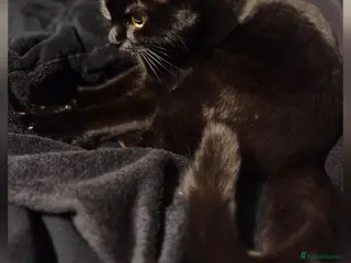 Mixed Breed cats Four Tortoise-Shelled Female Kittens - Advert 4