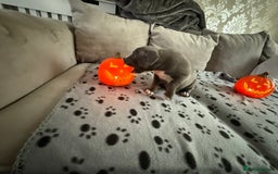 Staffordshire Bull Terrier dogs for sale: Beautiful Staffordshire bull terrier puppies  - Image 8