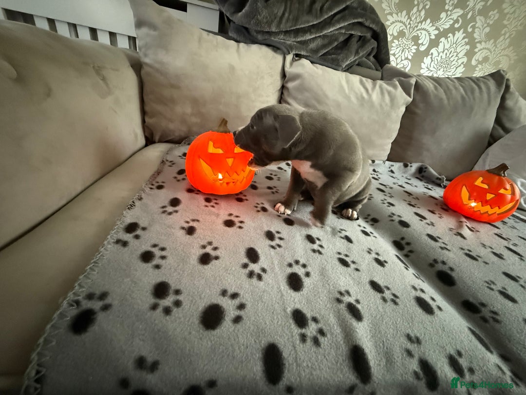 Staffordshire Bull Terrier dogs for sale: Beautiful Staffordshire bull terrier puppies  - Image 8