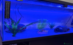 Axolotl reptiles for sale: Dark Axanthic Axolotl + Full Set Up - Image 2