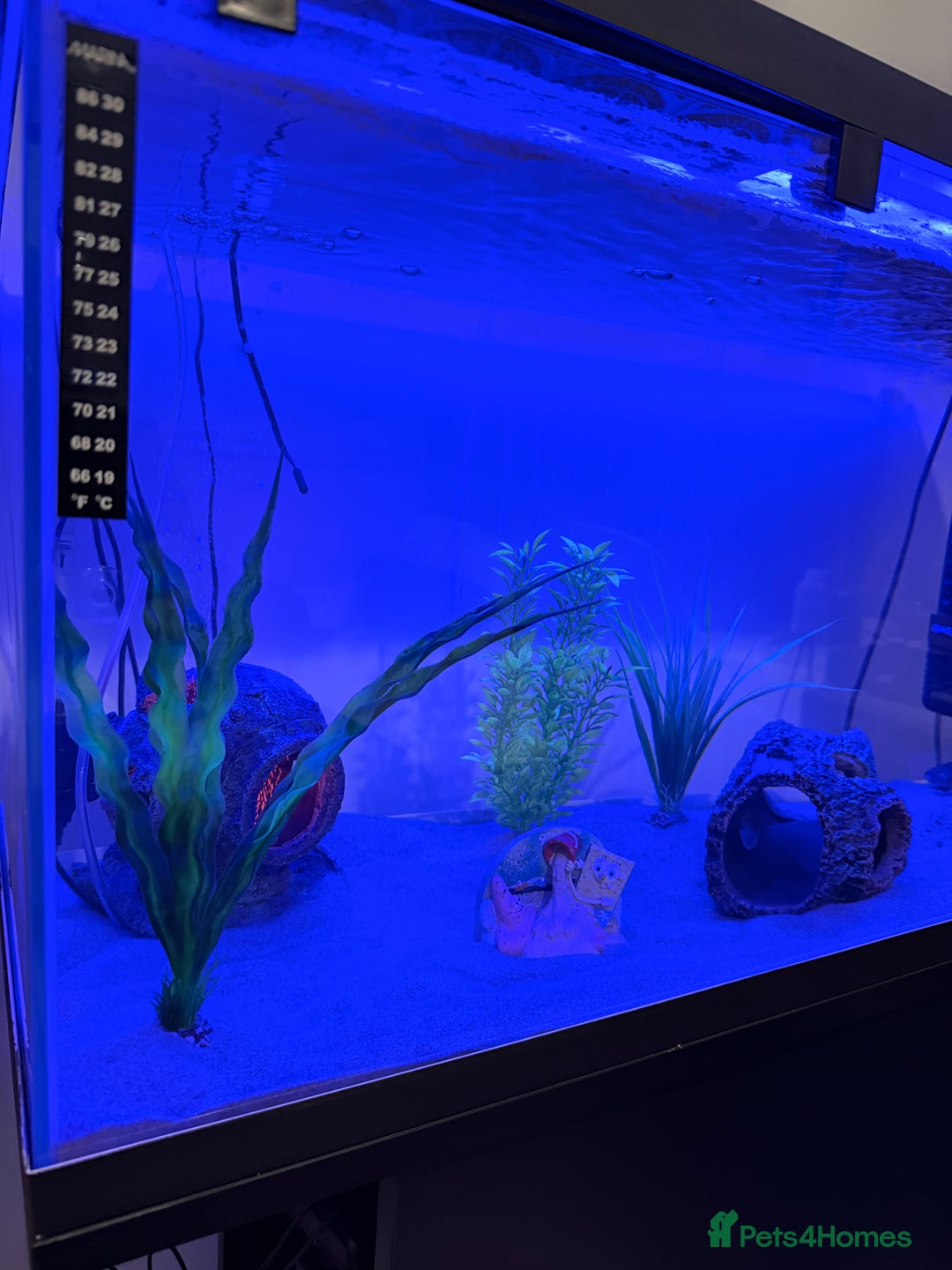 Axolotl reptiles for sale: Dark Axanthic Axolotl + Full Set Up - Image 2