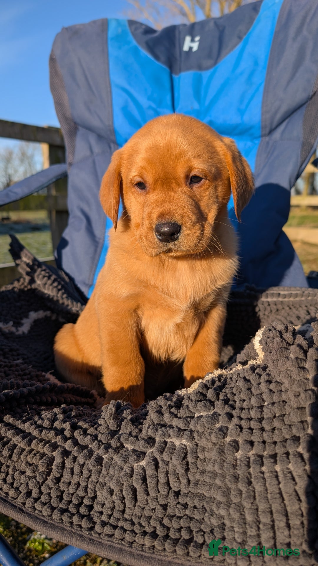 Labrador Retriever dogs for sale: Fab KC Fox Red Pups - 4* Higher Standard Breeder - Advert 24