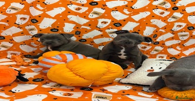 Staffordshire Bull Terrier dogs - Advert 11