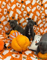 Staffordshire Bull Terrier dogs - Advert 2