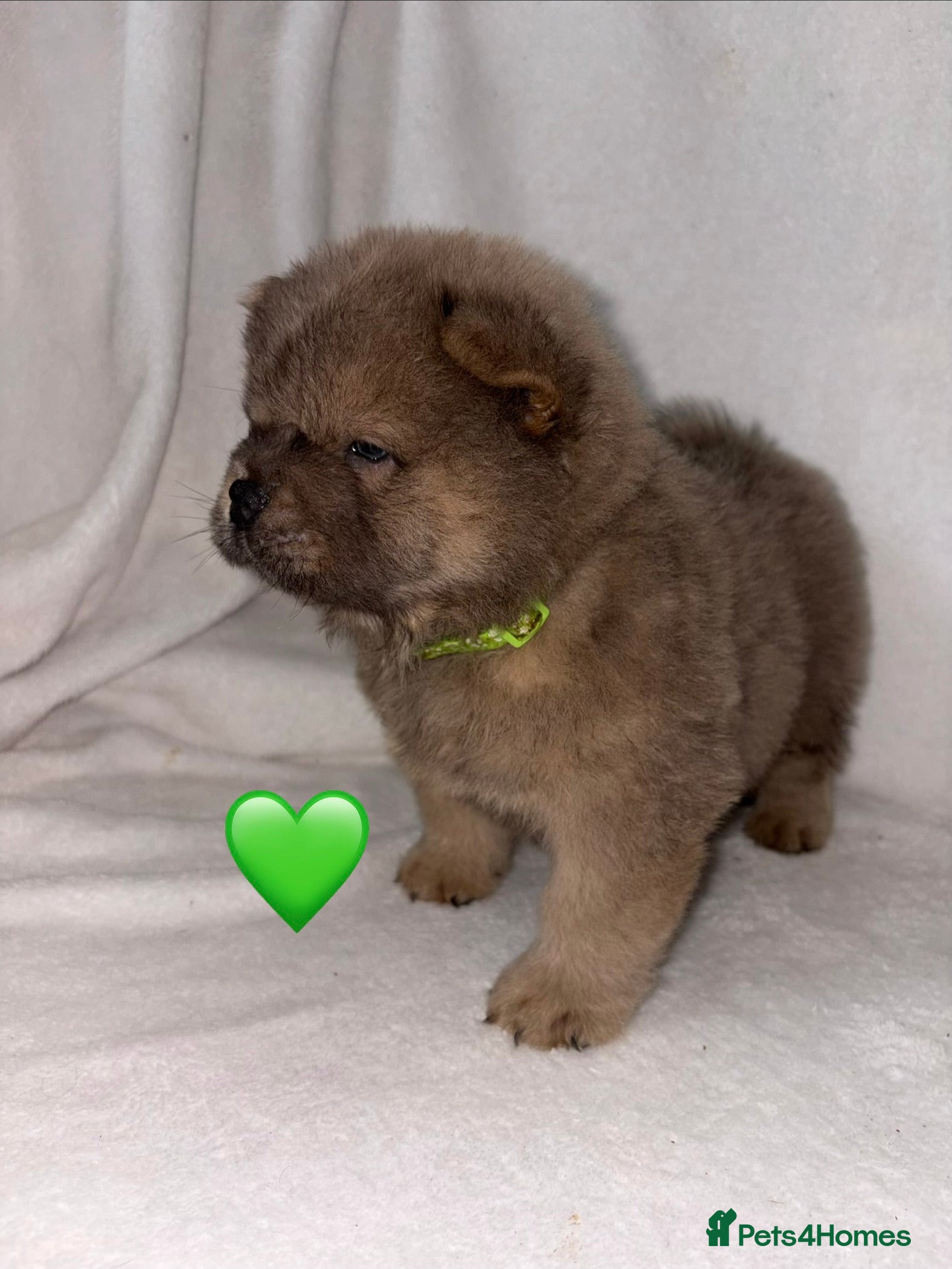 Chow Chow dogs 3 Stunning Chow Chow Puppies Left - Advert 5