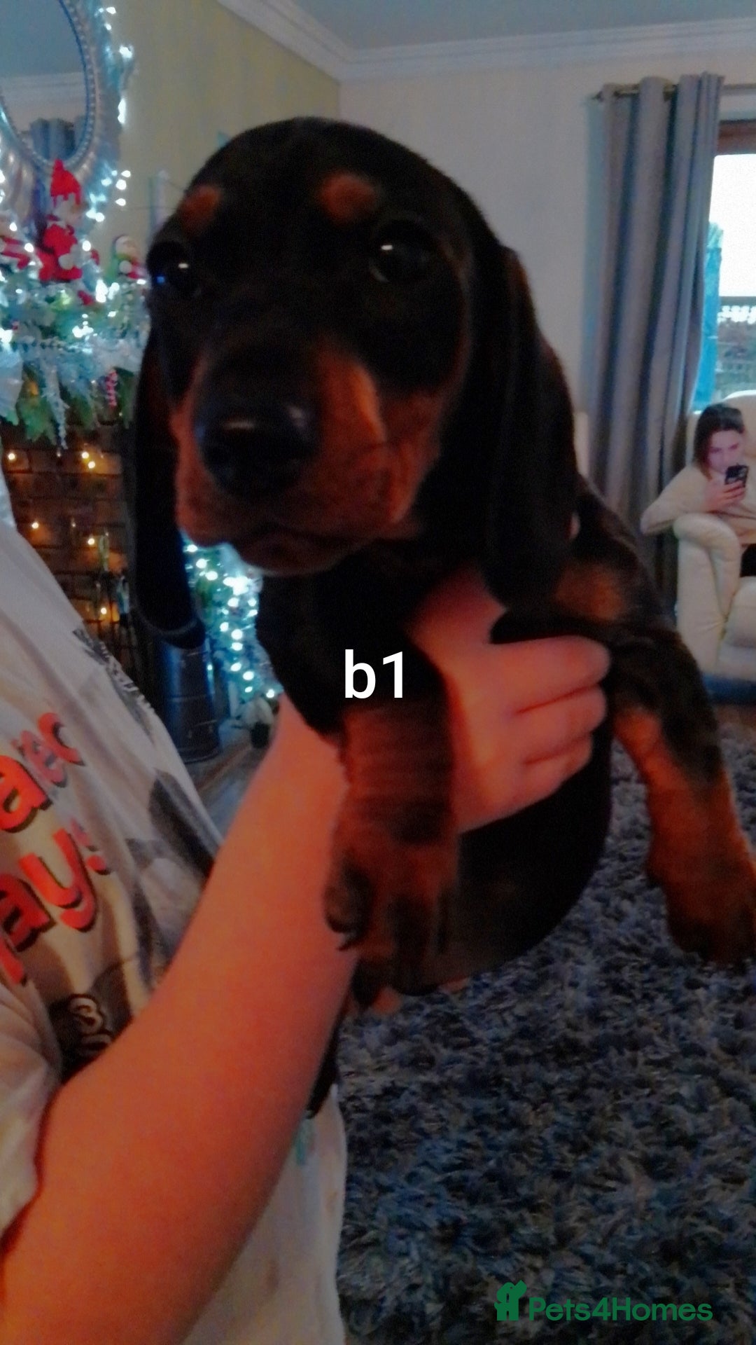 Miniature Dachshund dogs for sale: Mini dasch black & tan - Advert 2