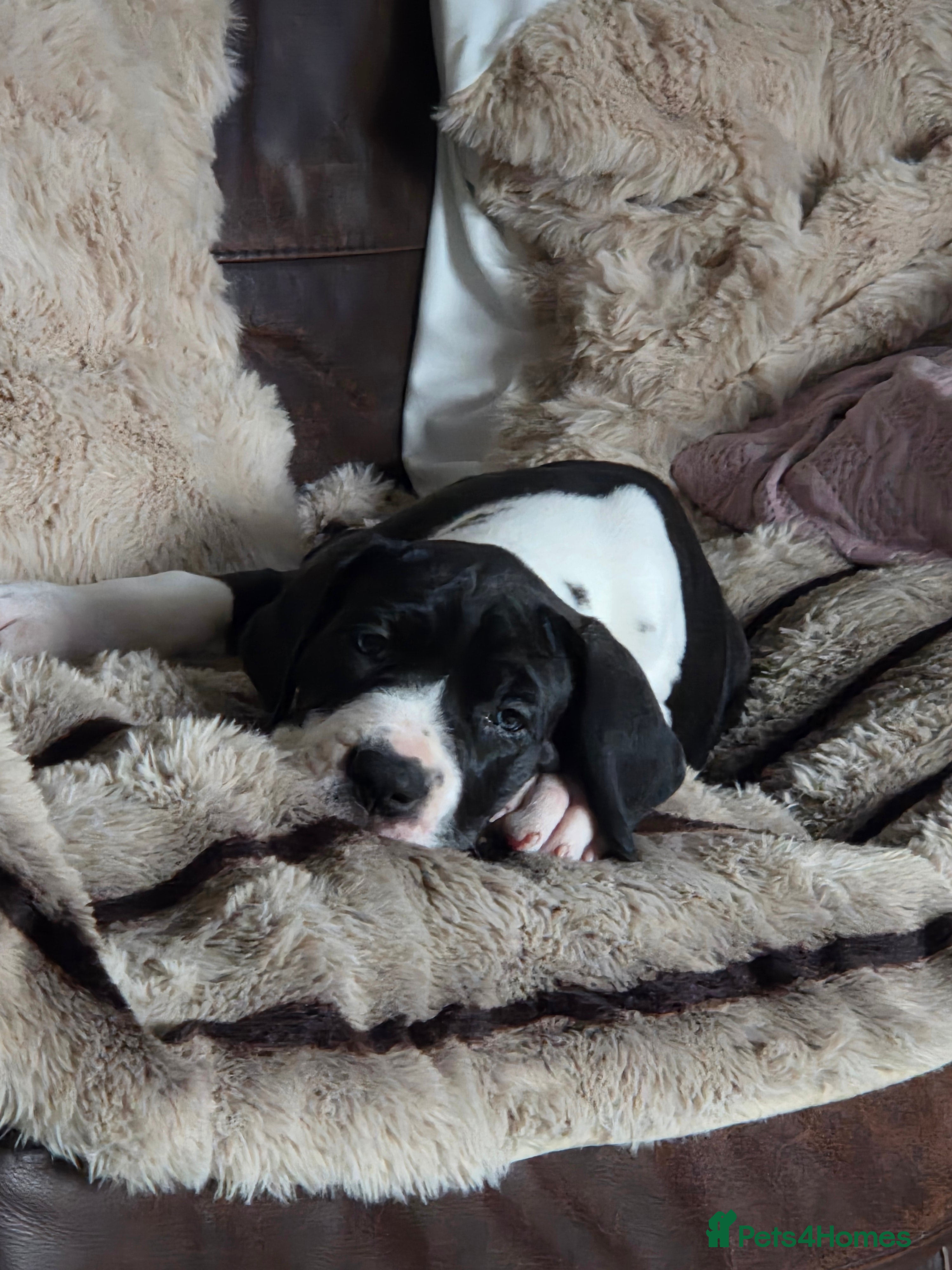 Great Dane dogs Greatdane puppies forsale - Advert 1