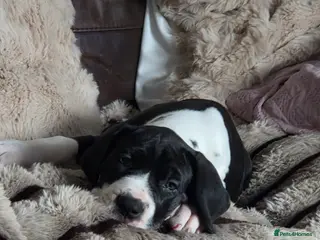 Great Dane dogs Greatdane puppies forsale - Advert 9