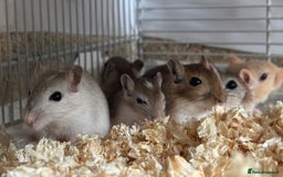 Gerbil rodents for sale: Free Gerbils – Looking for Loving Homes - Image 2