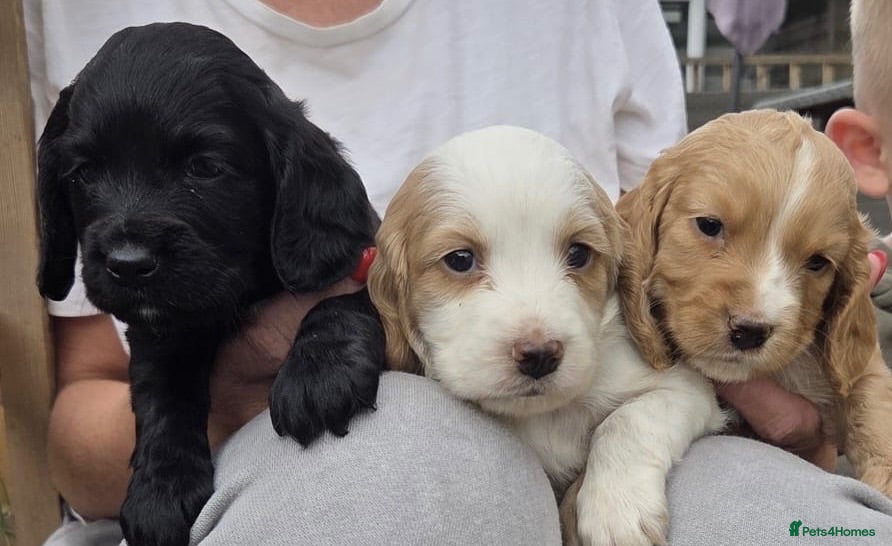 Cocker Spaniel dogs  Beautiful Working Cocker Spaniels Puppies - Advert 2