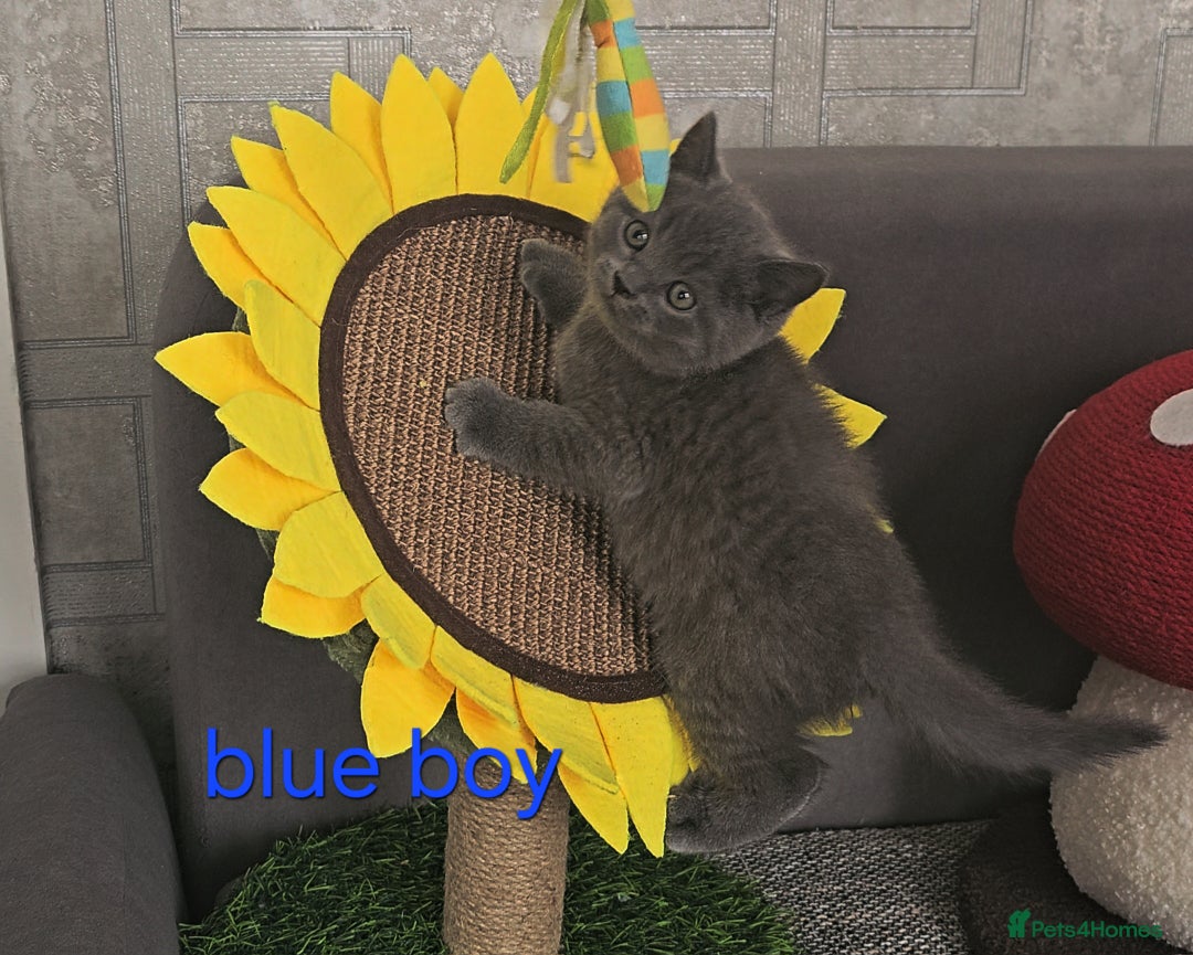 British Shorthair cats for sale: British Blue Shorthair kittens, GCCF pedigree - Image 15