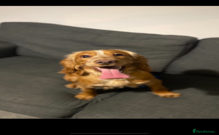 Cocker Spaniel dogs - Advert 13