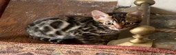 Bengal cats for sale: Girl and Boy Pedigree Bengal Kittens ready now - Advert 7
