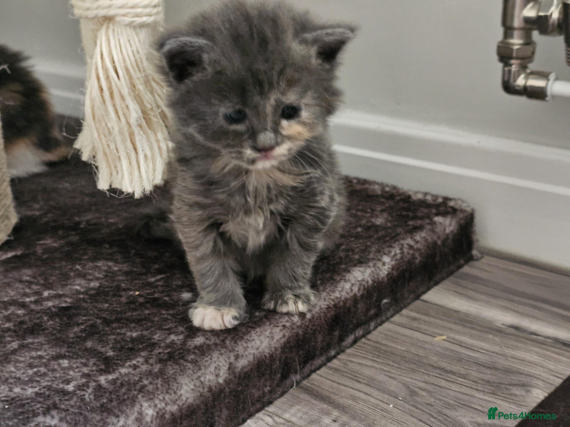 Ragdoll cats for sale: Stunning litter of Ragdoll cross kittens - Advert 8