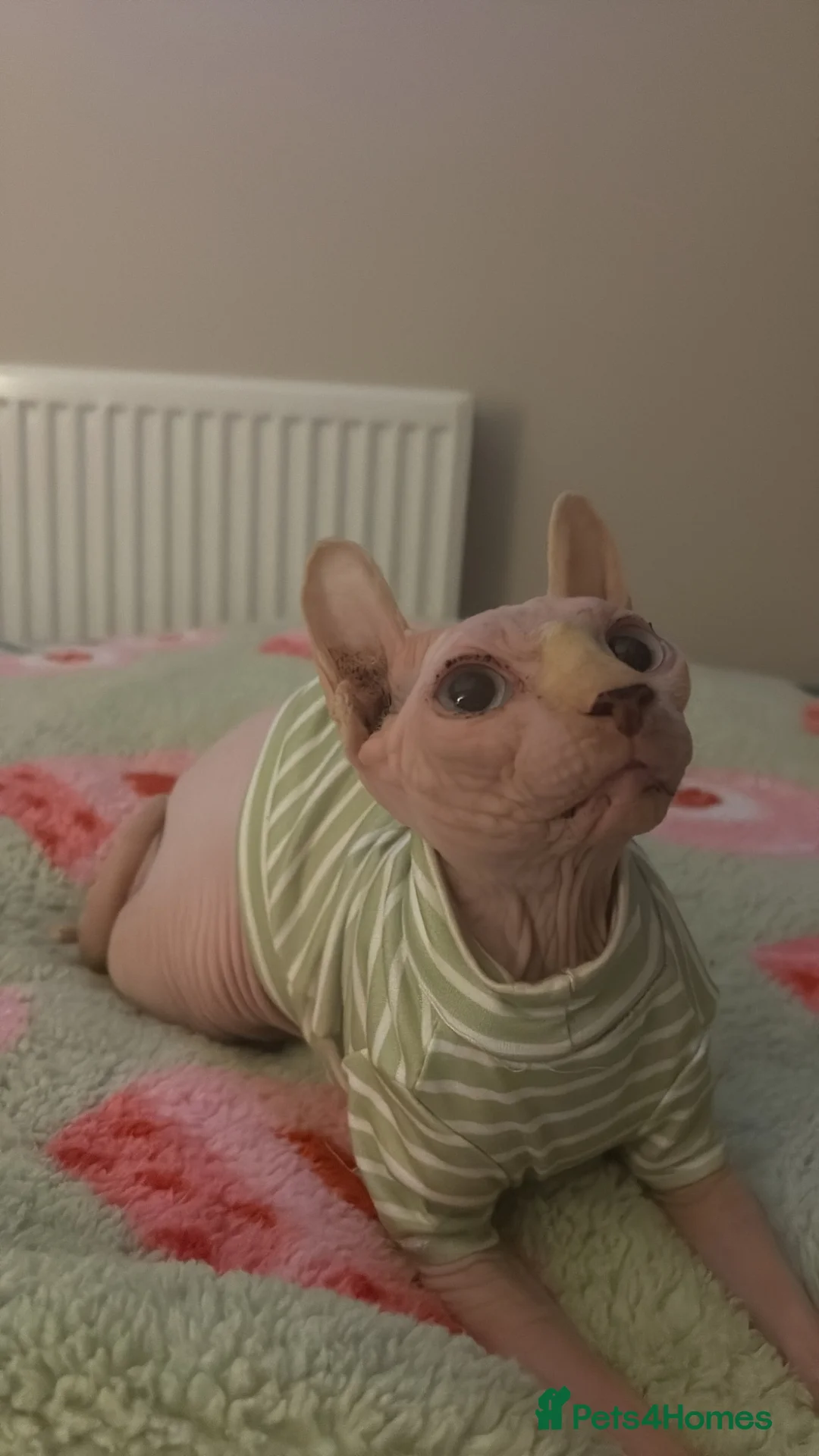 Sphynx cats for sale: Sphynx cat for sale/ rehome - Advert 1