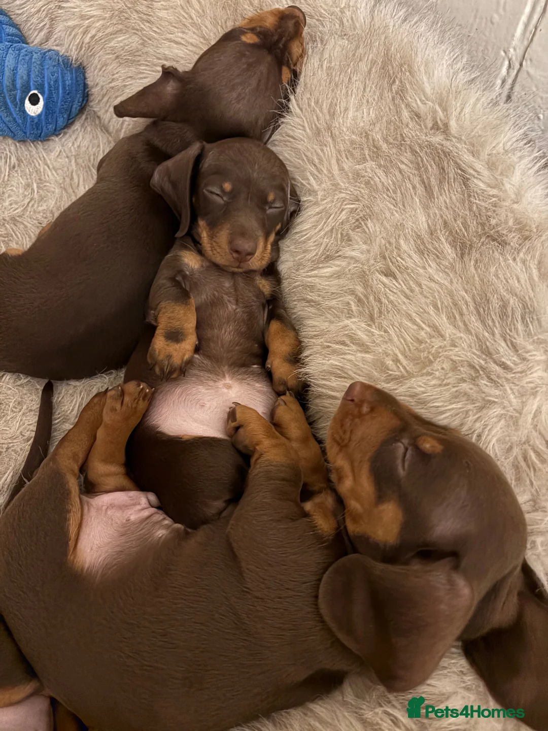 Miniature Dachshund dogs for stud: FOR STUD PROVEN KCreg Choc & tan mini Dachshund in Sunderland - Advert 28