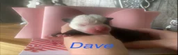 Staffordshire Bull Terrier dogs for sale: Fabulous litter  - Advert 8