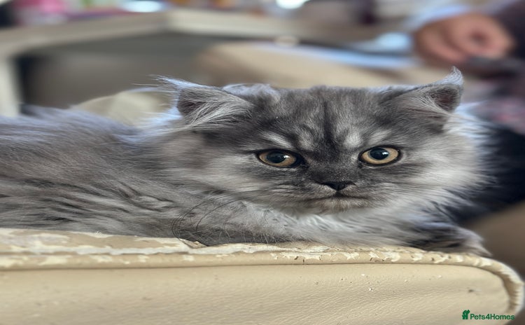 Persian cats - Advert 7