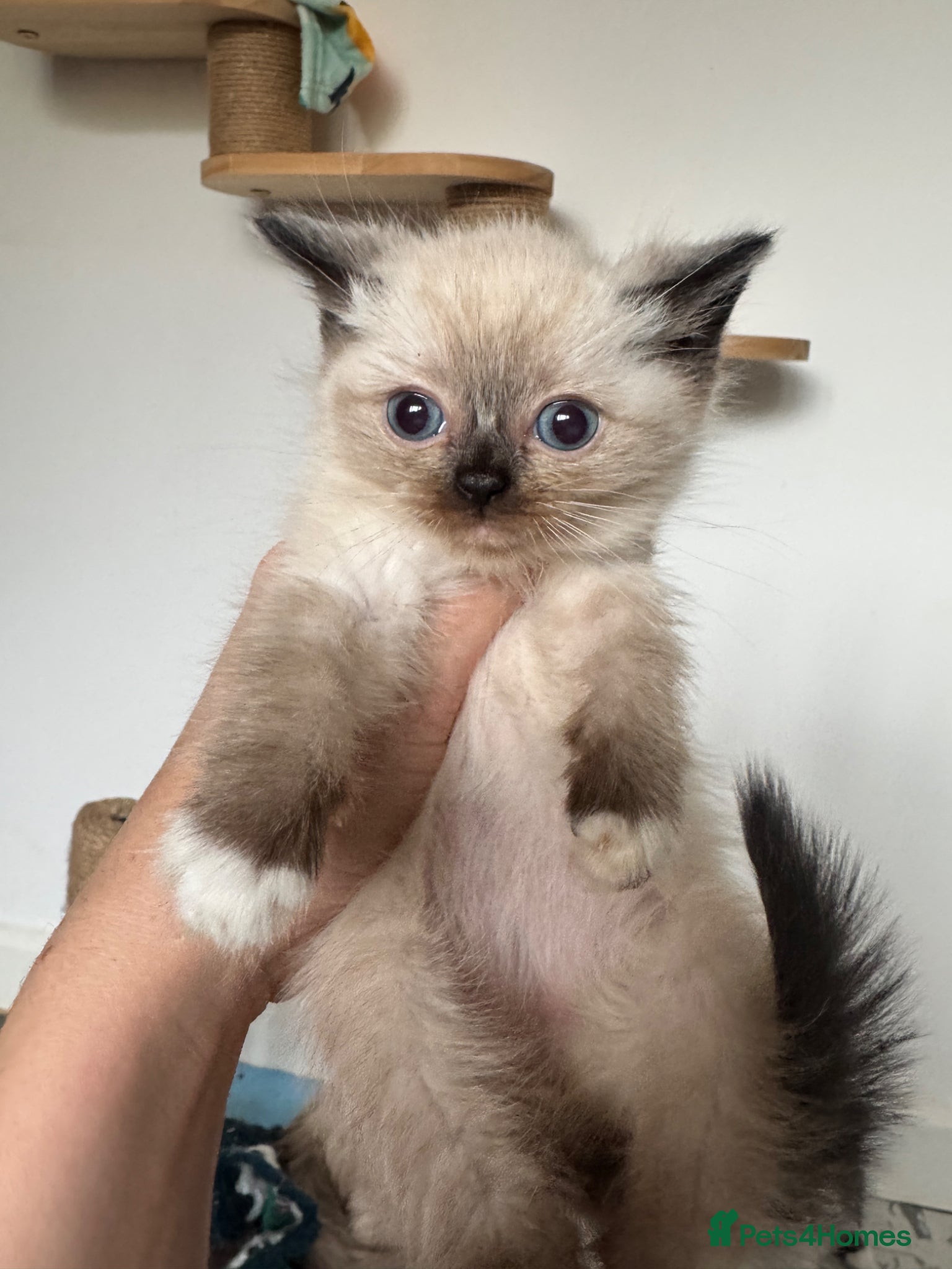 Mixed Breed cats Bsh x ragdoll kittens 6 weeks old  - Advert 10