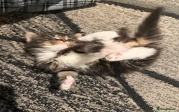 Domestic Shorthair cats for sale: Adorable Kittens - Advert 6