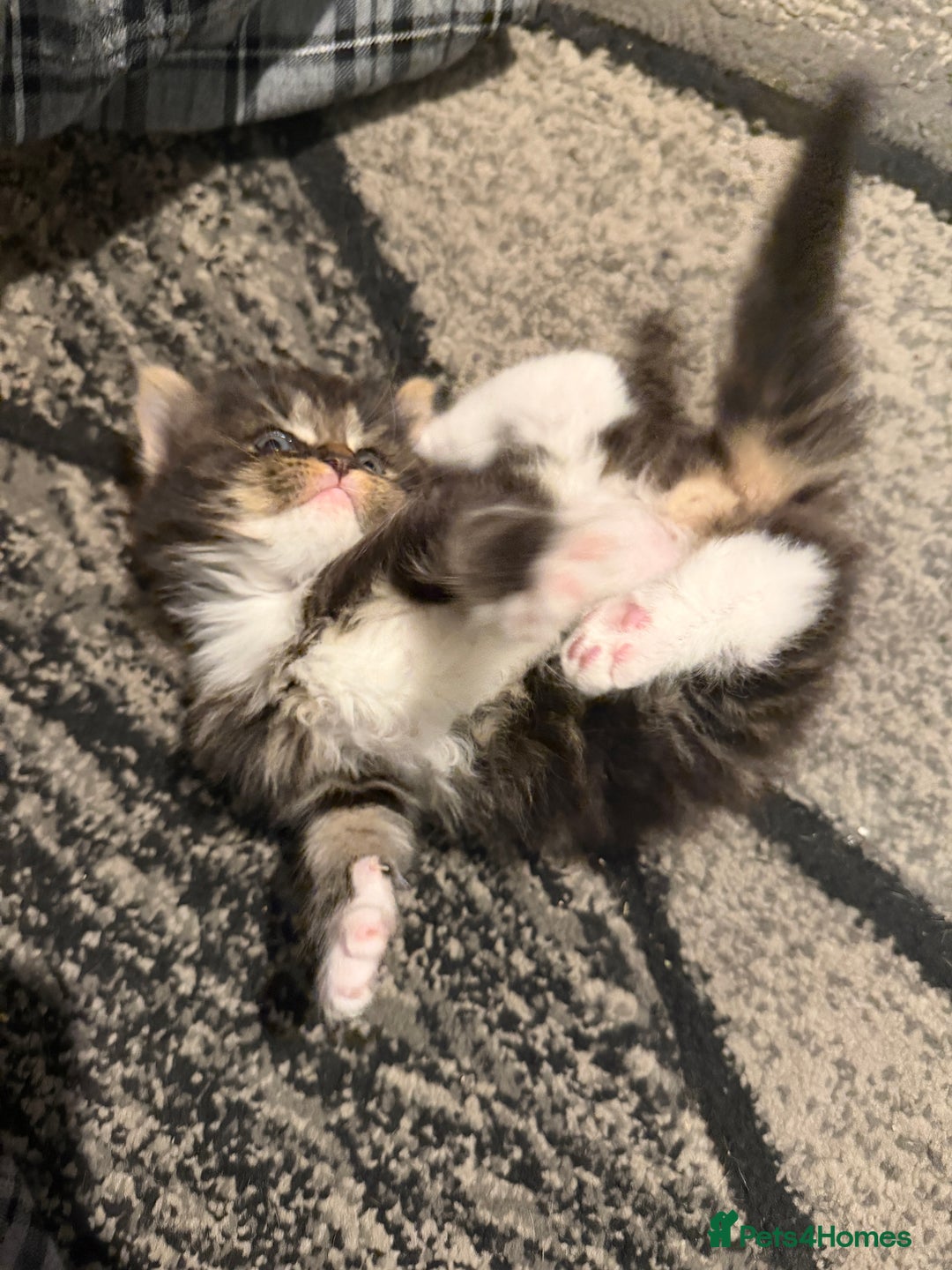 Domestic Shorthair cats for sale: Adorable Kittens - Advert 6