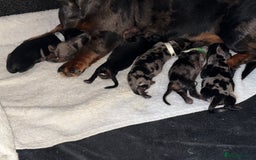 Miniature Dachshund dogs for sale: Miniature Dachshund Puppies!! PAYMENT PLAN - Image 1